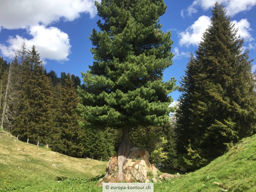 eine Zen-Arve auf Alp Unter-Butz